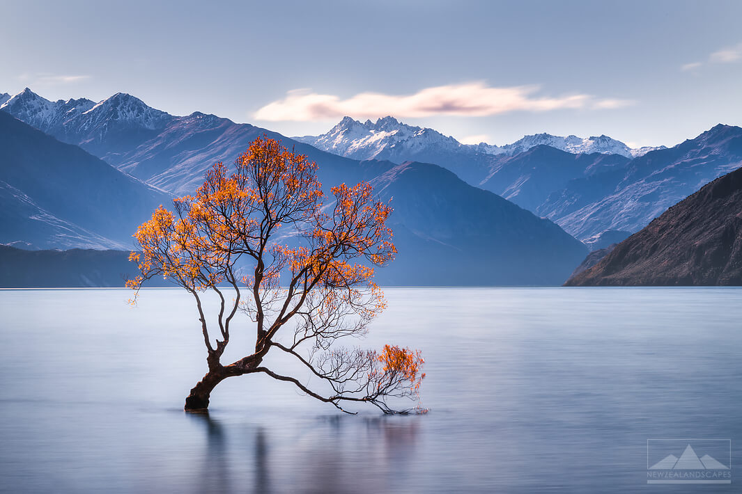 Gift Tree NZ