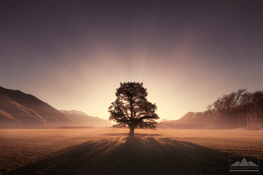 Solitary tree lit up behind by the sun and surrounded by mountains and trees on the perimeter.