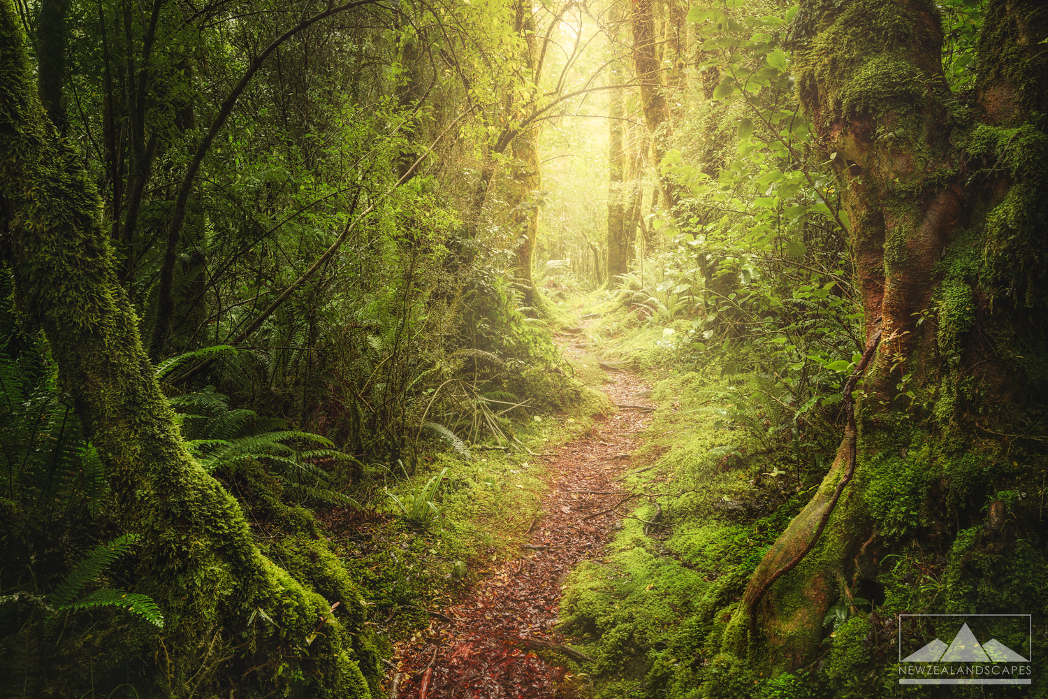 Path Through The Forest – Newzealandscapes